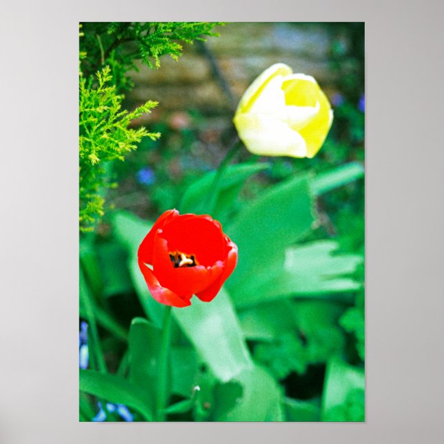 Tulips Poster (Front)
