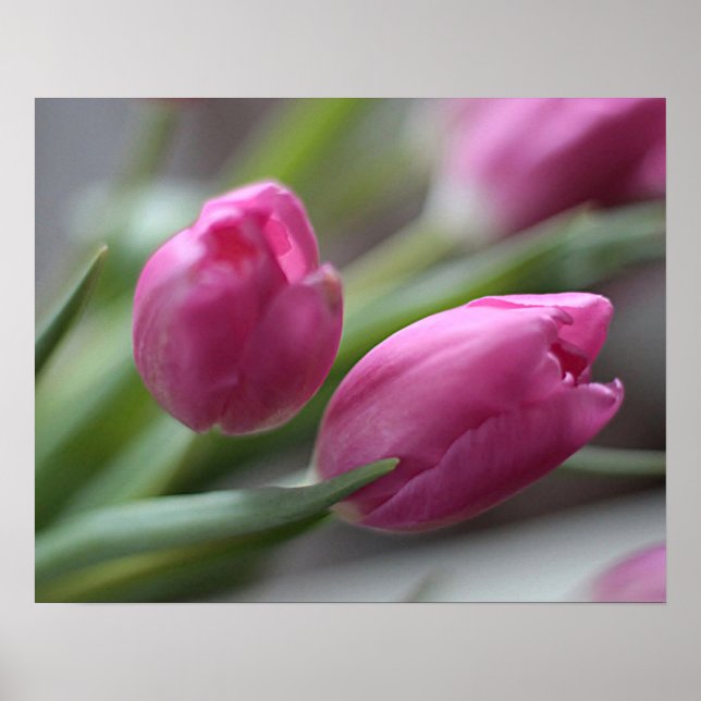 Tulips Poster (Front)
