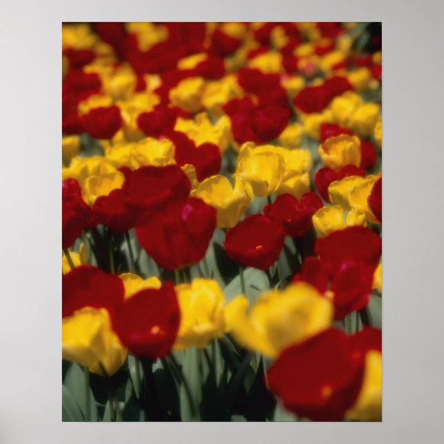 Tulips Poster (Front)