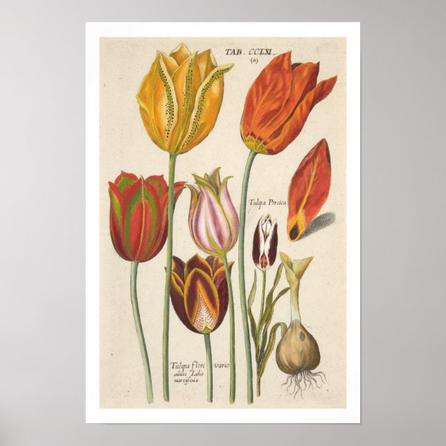 Tulips Poster (Front)