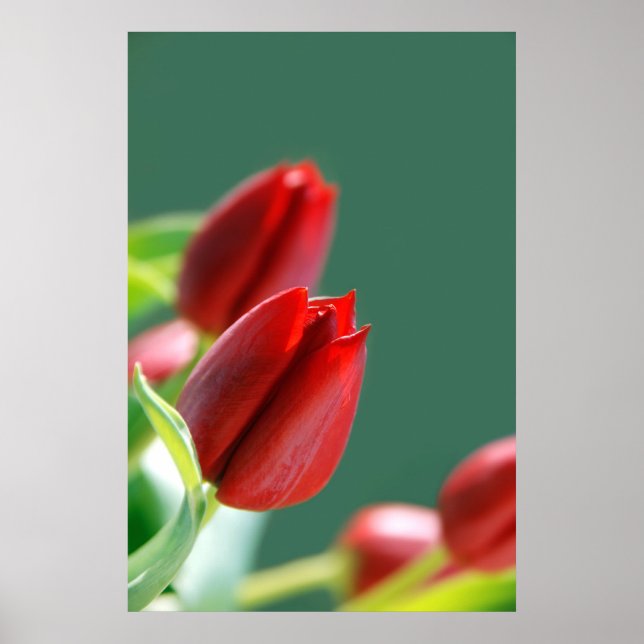 Tulips Poster (Front)