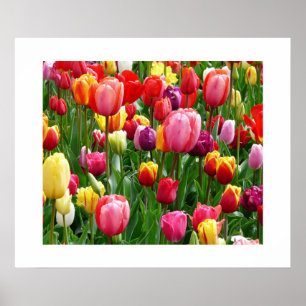 Tulips Poster