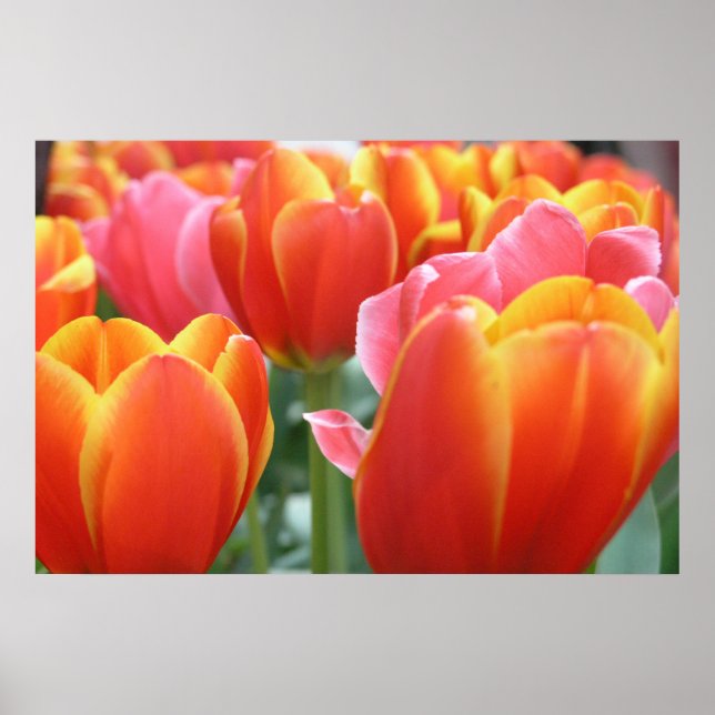 Tulips Poster (Front)