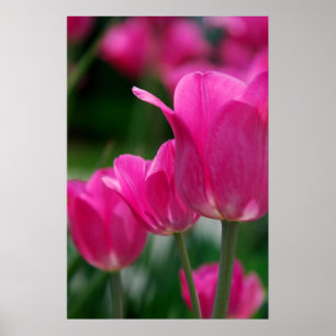 Tulips Poster