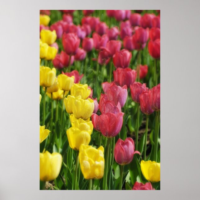 Tulips Poster (Front)