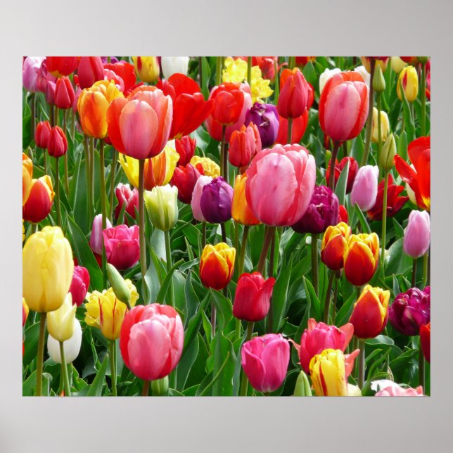 Tulips Poster (Front)