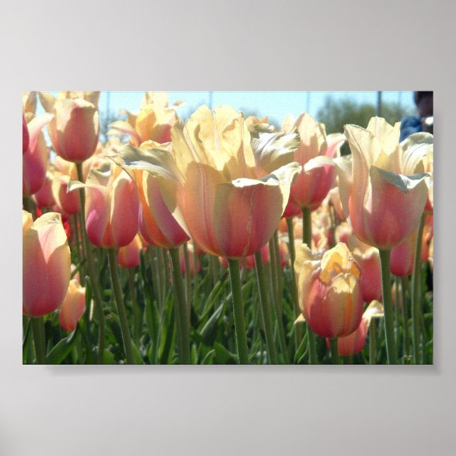 Tulips  poster (Front)