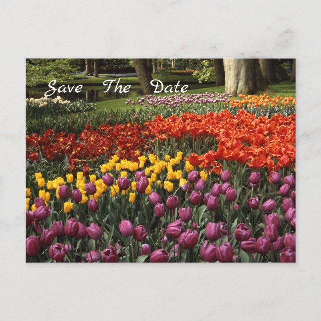 Tulips Save The Date Announcement Postcard (Front)