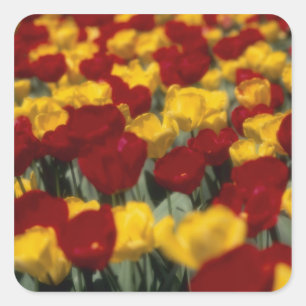 Tulips Square Sticker