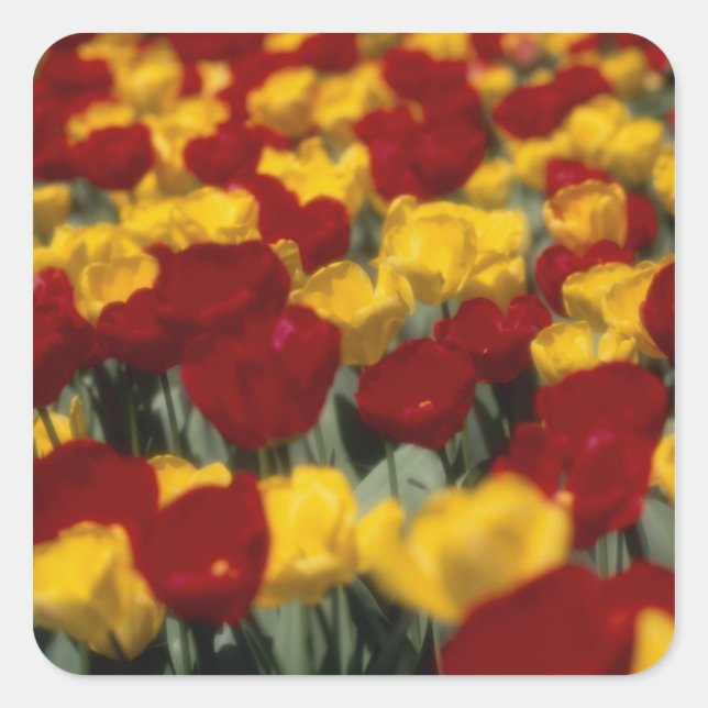 Tulips Square Sticker (Front)