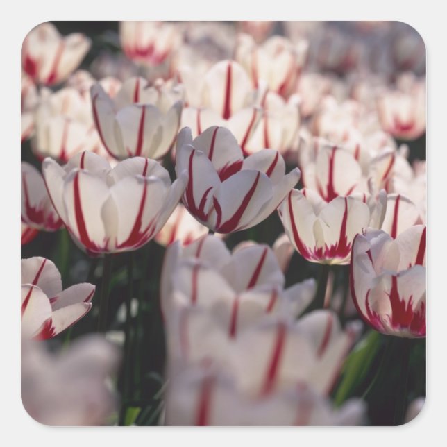 Tulips Square Sticker (Front)