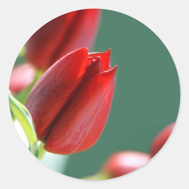 Tulips Sticker (Front)