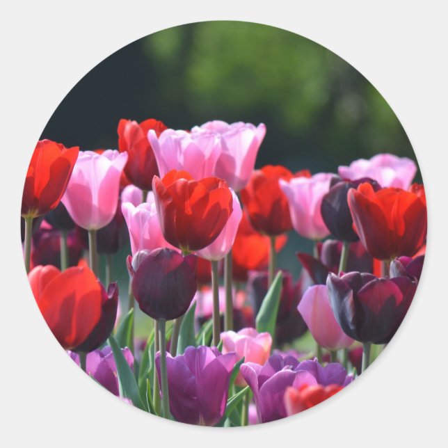 Tulips Stickers (Front)
