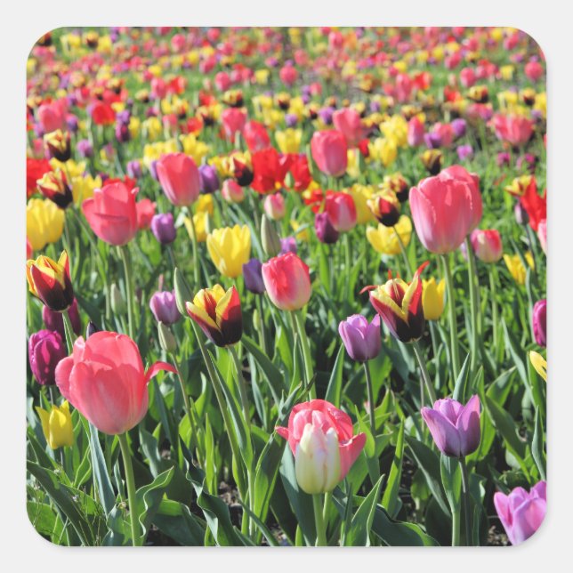 Tulips Stickers (Front)
