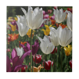 Tulips Tile