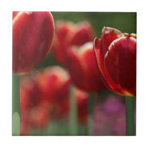 Tulips Tile