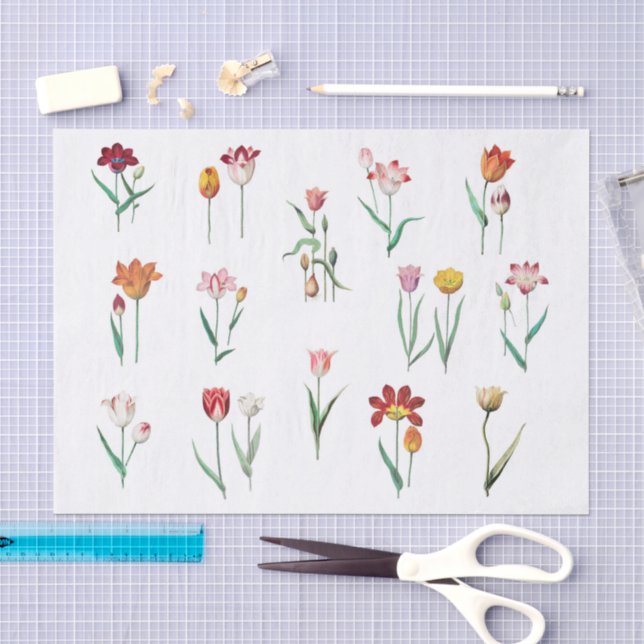Tulips Tissue Paper (Craft)