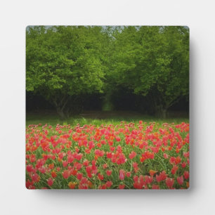 Tulips & Trees Plaque