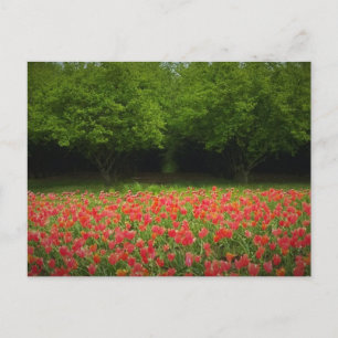 Tulips & Trees Postcard