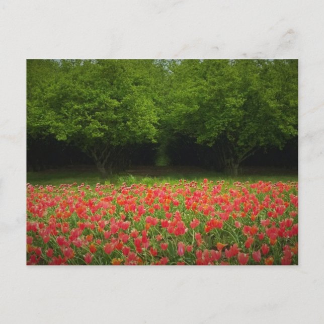 Tulips & Trees Postcard (Front)