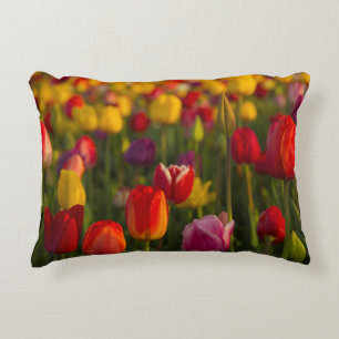 Tulips, Tulip Festival, Woodburn, Oregon, USA 2 Decorative Cushion