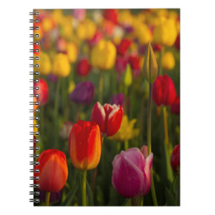 Tulips, Tulip Festival, Woodburn, Oregon, USA 2 Notebook