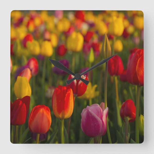 Tulips, Tulip Festival, Woodburn, Oregon, USA 2 Square Wall Clock (Front)