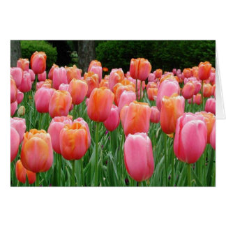 Tulips, tulips, tulips