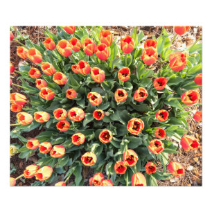 Tulips Viewed From the top Photo Print