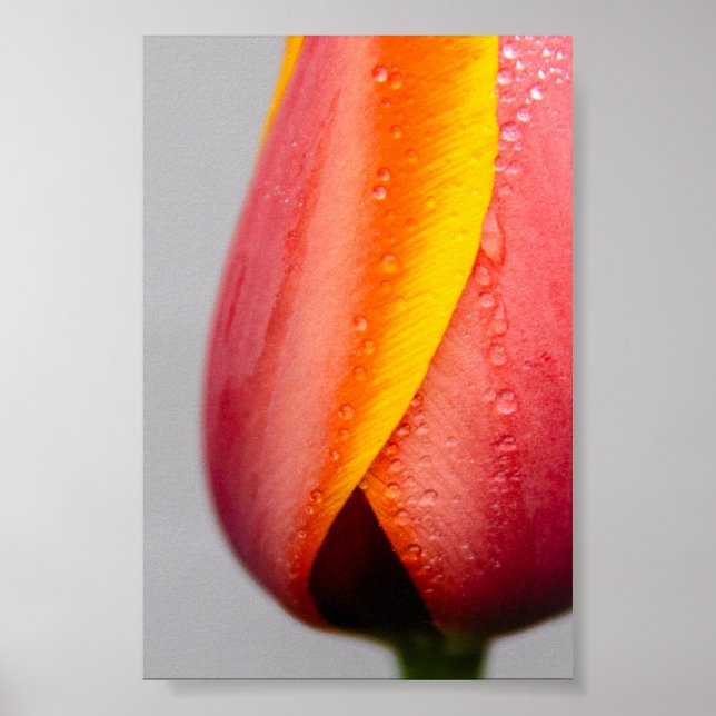 Tulips with rain dropps poster (Front)