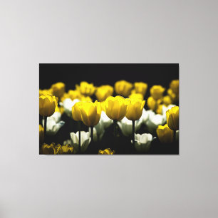 Tulips Yellow And White Canvas Print