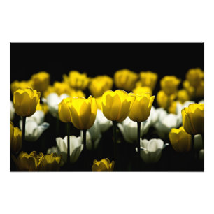 Tulips Yellow And White Photo Print