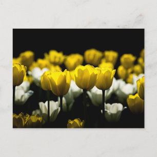 Tulips Yellow And White Postcard