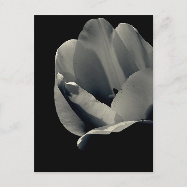 Tulp in Black and White Postcard (Front)