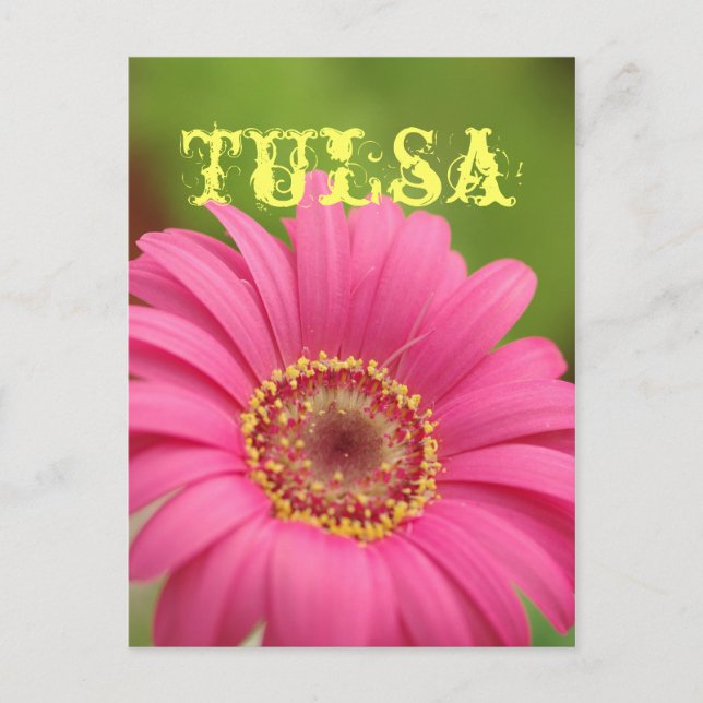 "Tulsa" Pink Gerbera Daisy Postcard (Front)
