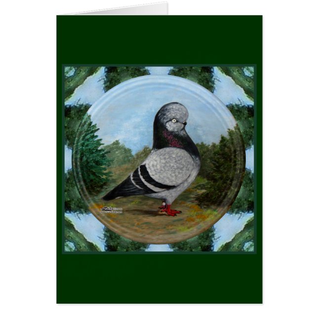 Tumbler Blue Grizzle Pigeon (Front)