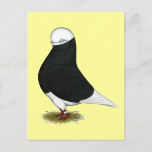 Tumbler Pigeon Black Bald CL Postcard