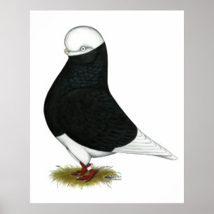 Tumbler Pigeon  Black Bald CL Poster