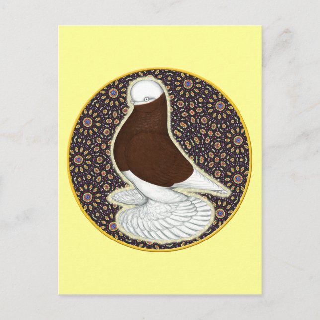 Tumbler Pigeon Circle Postcard (Front)