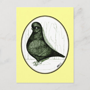Tumbler Pigeon LFCL From 1978 Postcard