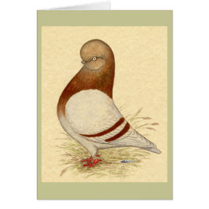 Tumbler Pigeon:  LFCL Mealy