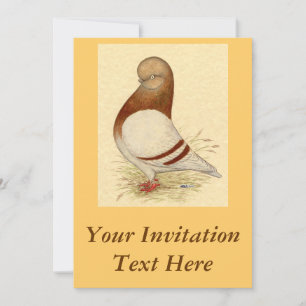 Tumbler Pigeon: LFCL Mealy Invitation
