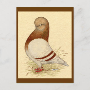 Tumbler Pigeon: LFCL Mealy Postcard