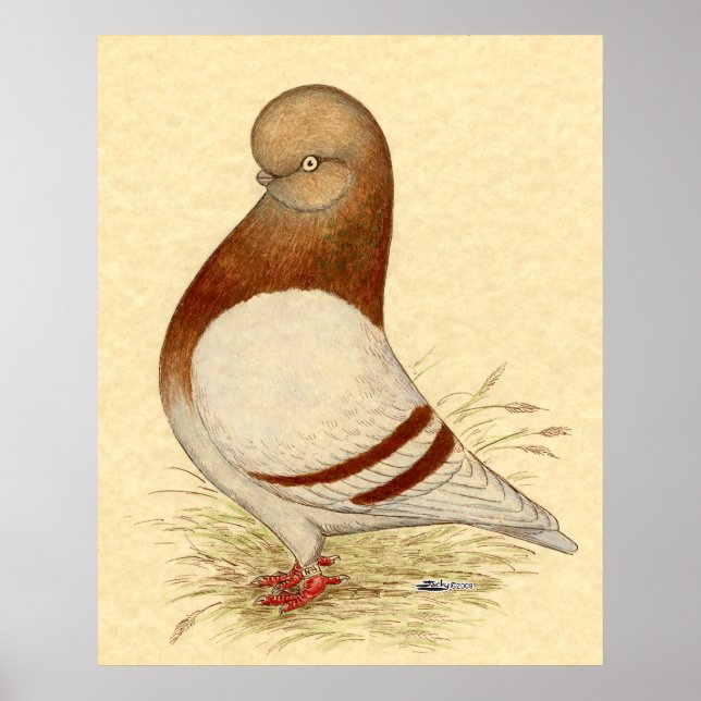 Tumbler Pigeon:  LFCL Mealy Poster (Front)