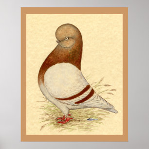 Tumbler Pigeon: LFCL Mealy Poster