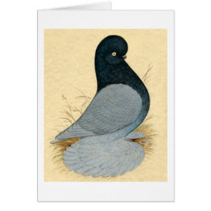 Tumbler Pigeon Muffed Andalusian