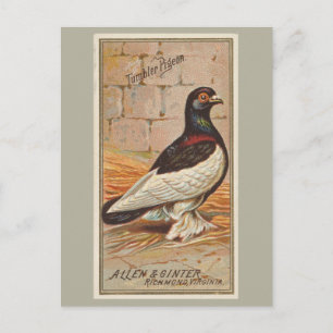Tumbler Pigeon Postcard