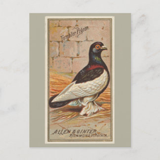 Tumbler Pigeon Postcard
