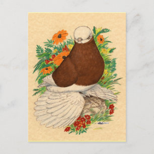 Tumbler Pigeon  Red Bald Muffed Postcard