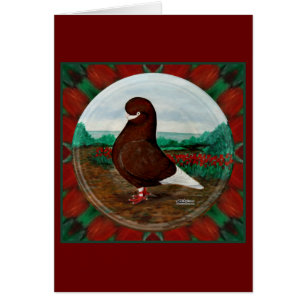 Tumbler Red Beard Pigeon